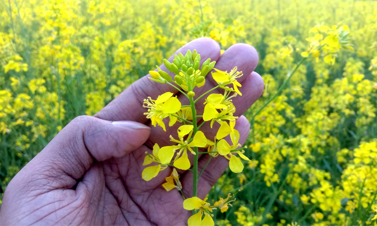 Mustard Flower