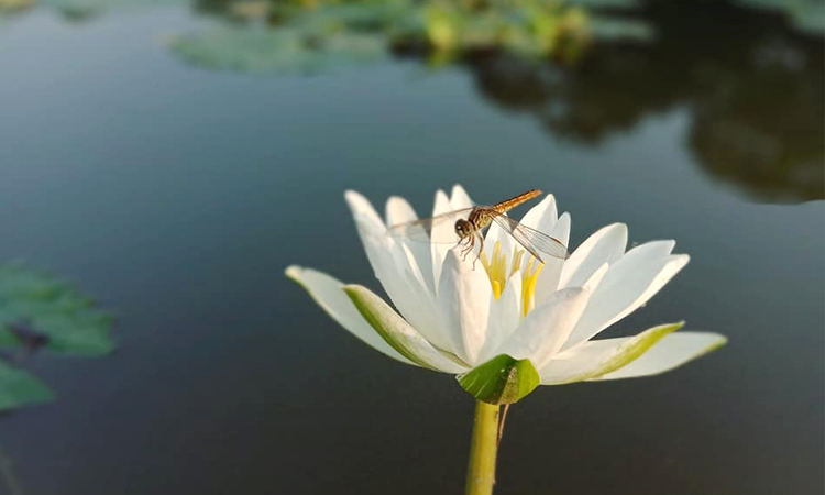Beautiful Water Lily