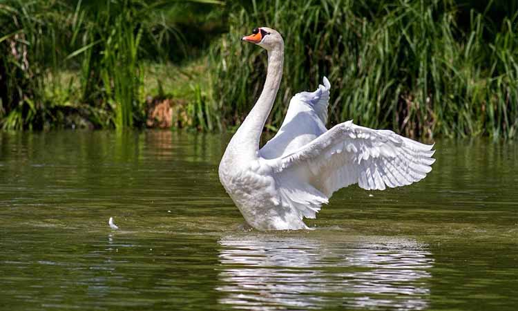 White Swan on Green Body of Water