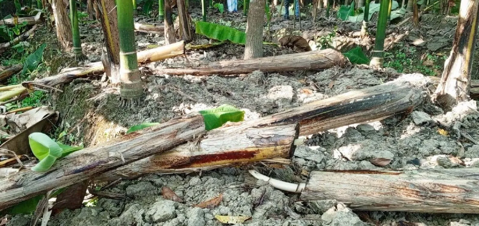 AL leader cuts down more than 200 banana trees of BNP leader in Indurkani