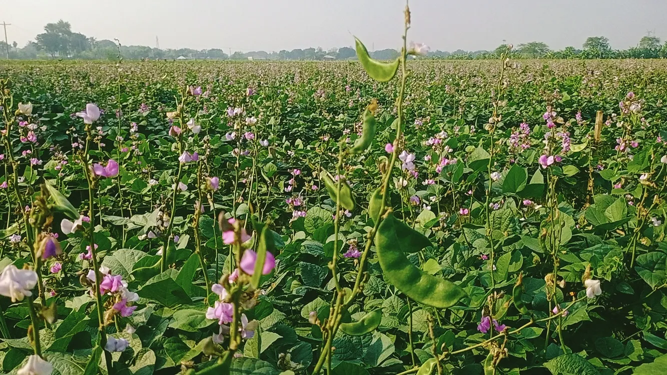 Photo Md. Khaled Mahmud Sujan, Ishwardi (Pabna) Representative