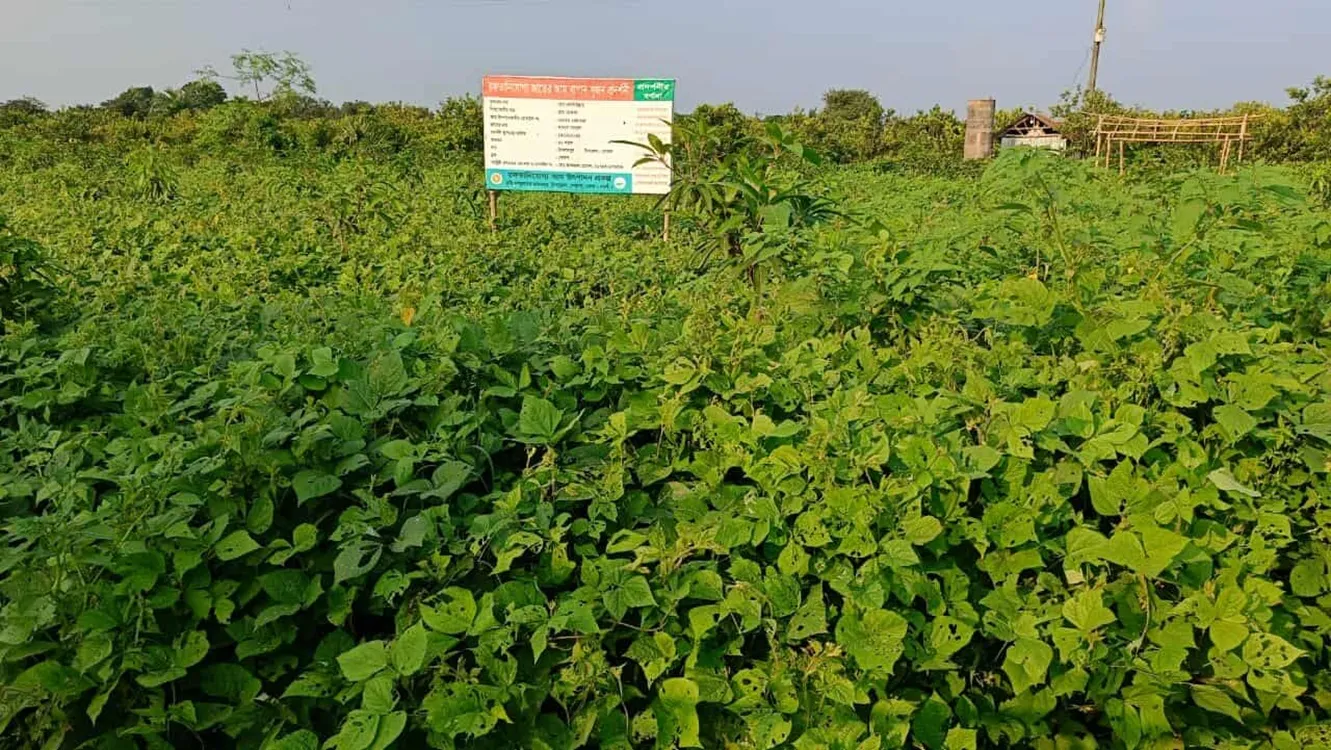 Bumper yield of Maskalai in Porsha