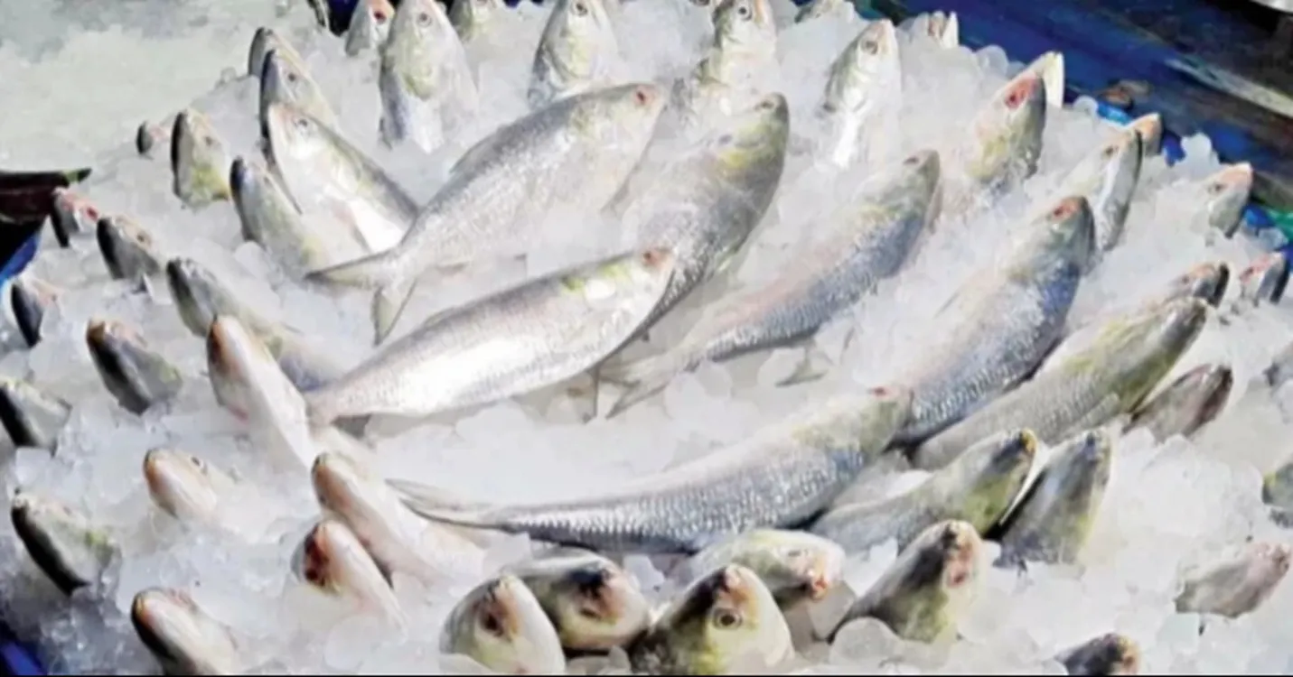 Hilsa Returns to Khulna Markets Post-Ban; Prices Remain High