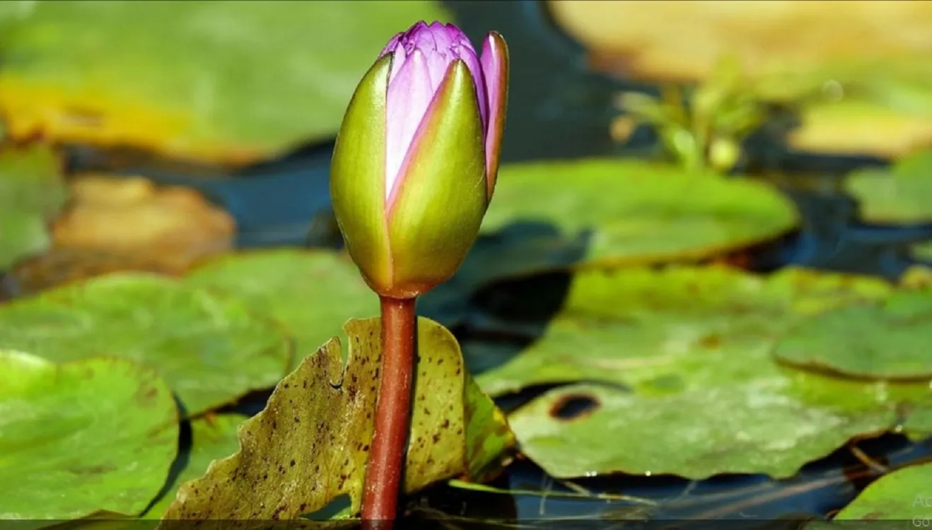EC Adds 'Water Lily Bud' to Revised Symbol List