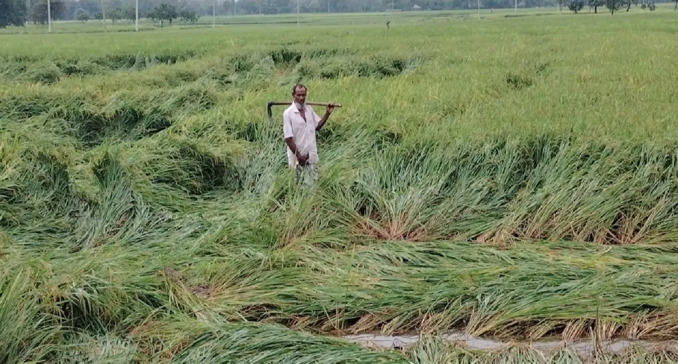 Farmers' dreams are floating in water due to sudden heavy rain in Niamatpur