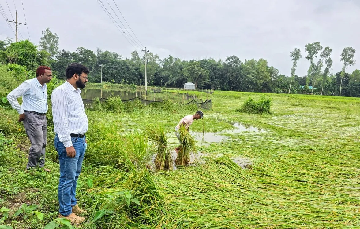 Farmers worried about crop damage due to rain in Sariakandi