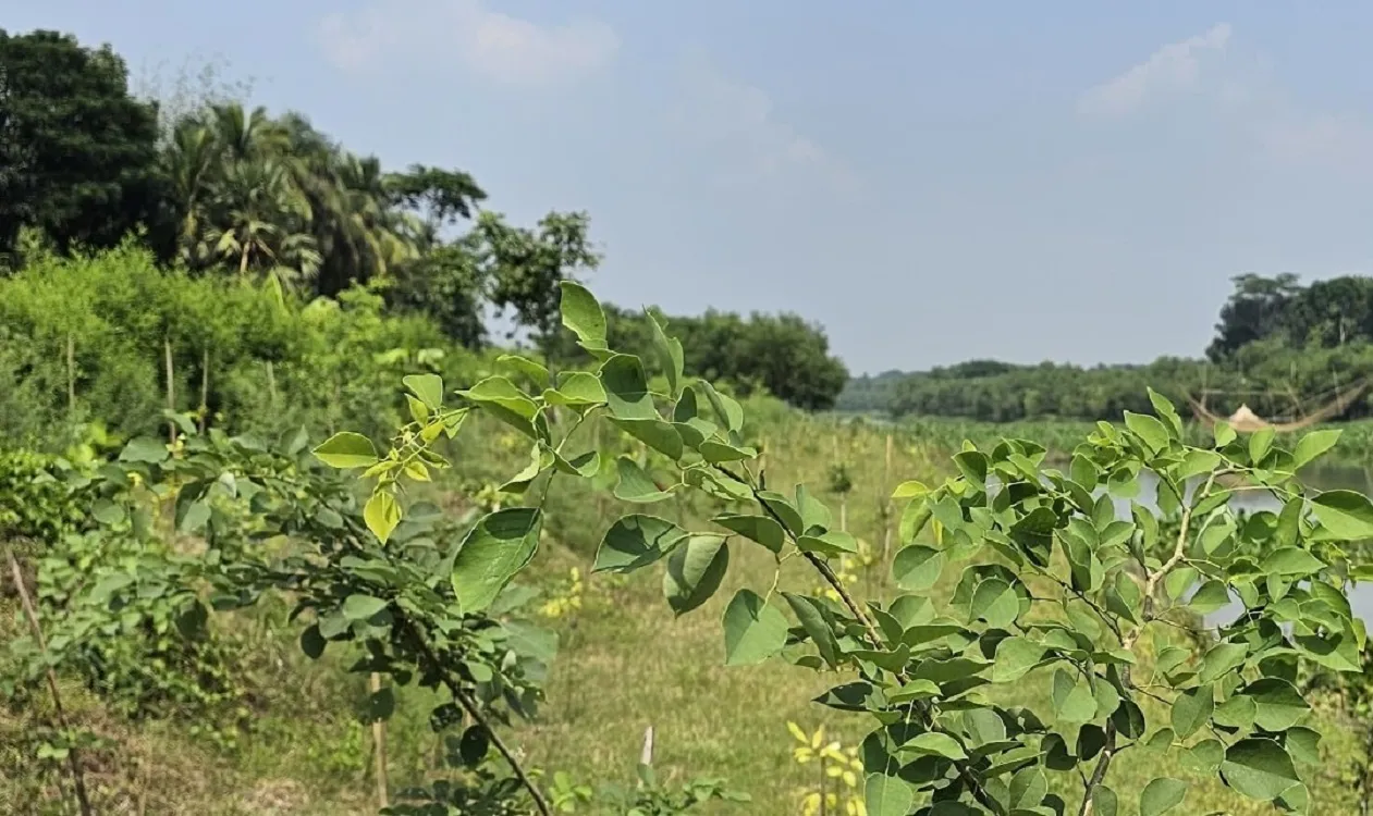 The garden's beneficiaries have voluntarily enhanced the conservation efforts for the planted trees: Photo Rupak Mukherjee, Lohagara (Narail) Correspondent