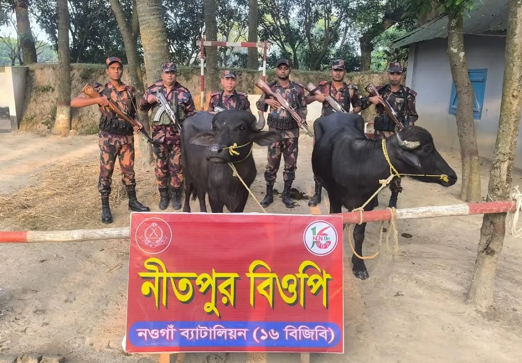 Ownerless Indian buffaloes seized in Porsha