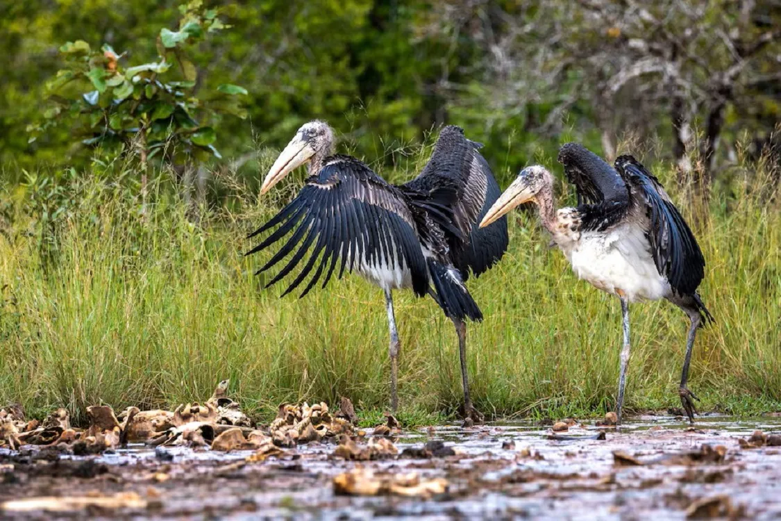 Two greater adjutants, a male and a female, walk after being released at Siem Pang Wildlife Sanctuary in Stung Treng Province, Cambodia: Photo RUETERS