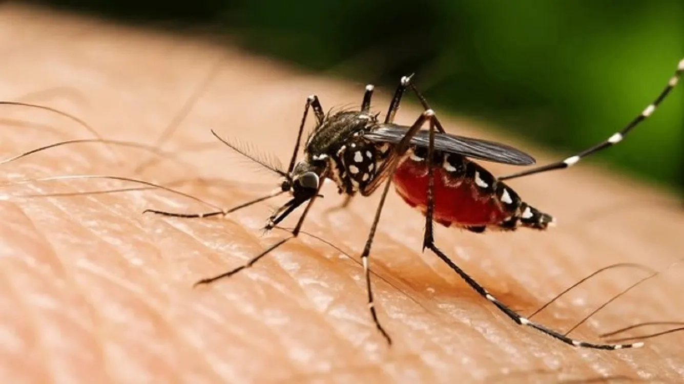 8 More Deaths, 778 Hospitalized in 24 Hours