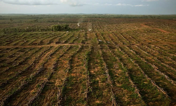 Char Lands Transform into Fertile Agricultural Zones in Northern Bangladesh