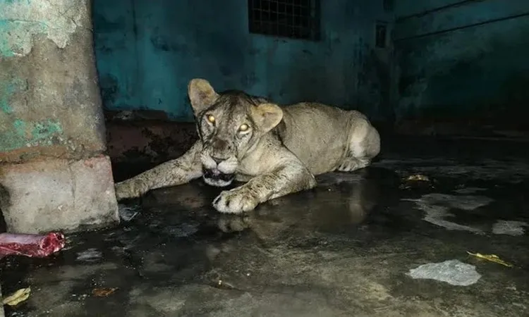 Escaped Lion Safely Recaptured, Probe Committee Formed