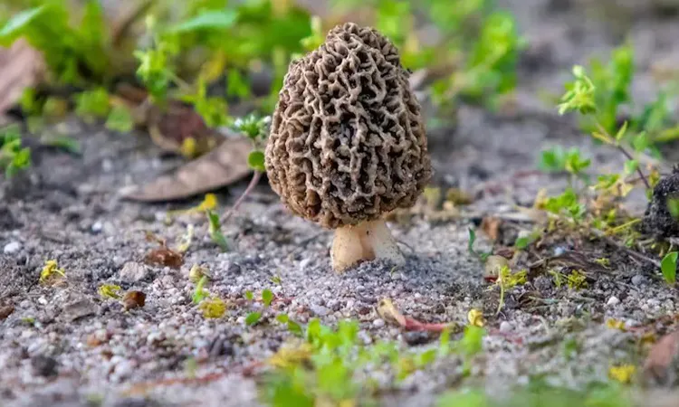 Gucchi mushrooms are used in the preparation of Kashmiri pulao, yakhni, and roganjosh: Photo collected