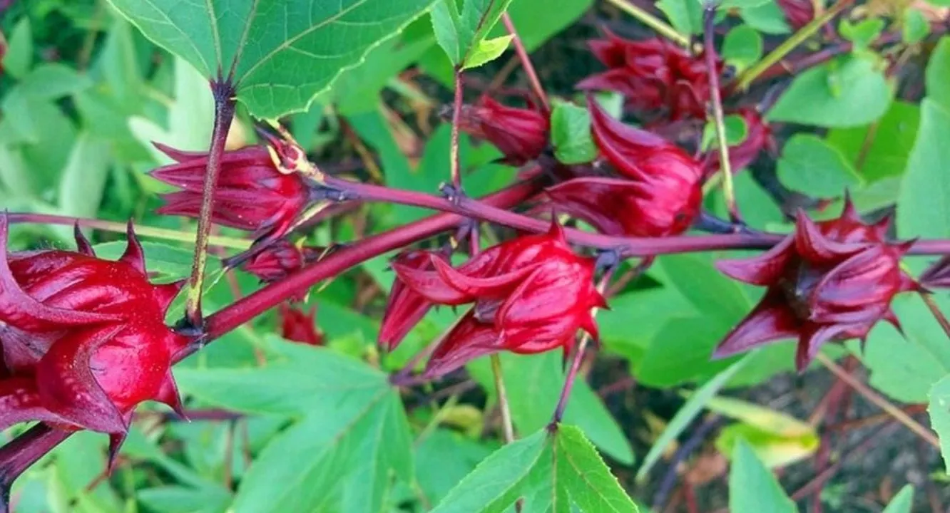 Rosella in English or sorrel in Bengali, known as Tokpata: Ripon Sarkar