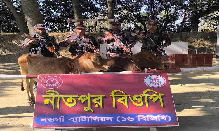 Indian cows recovered at Porsha Nitpur border