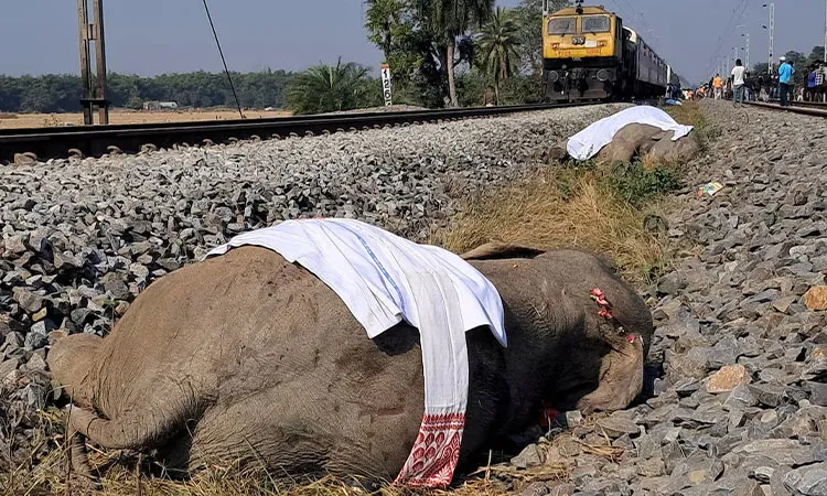 Seven Elephants Killed in Train Collision