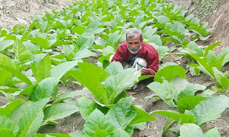 Cultivation of poison in the pursuit of profit: Tobacco growing on the banks of Teesta, health risks Increasing