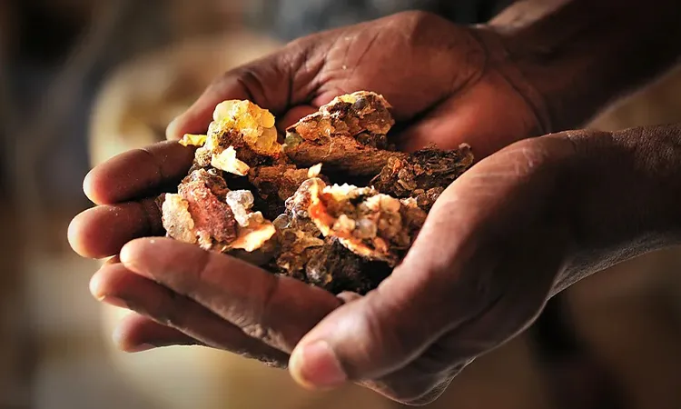 Boswellia trees that produce Frankincense: Photo BBC