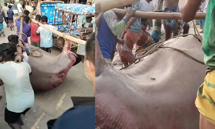 Shapla leaf fish weighing about 6 maunds was caught in a net by Fishermen.