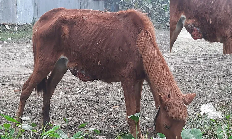 Critically ill Horse Left Abandoned on Kaliganj Roads in Lalmonirhat