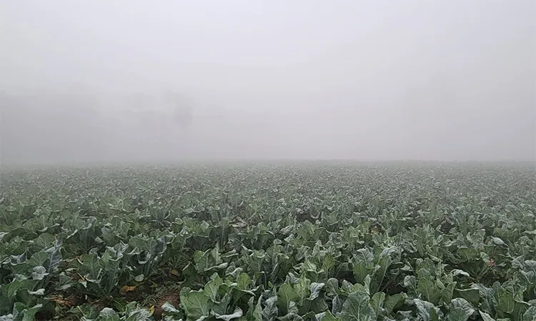 Sun Hidden for Four Days as Temperature Drops to 11.2°C