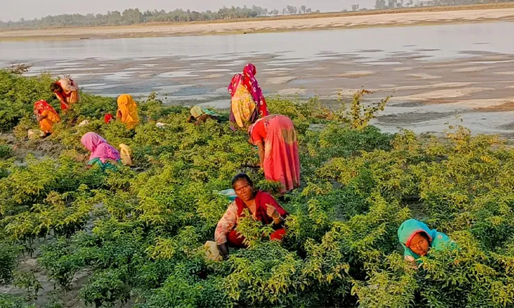 Female agricultural workers in the char area of ​​Sariakandi are victims of wage discrimination