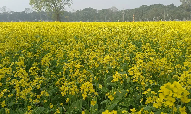 Mustard cultivated on 8,000 hectares of land in Porsha
