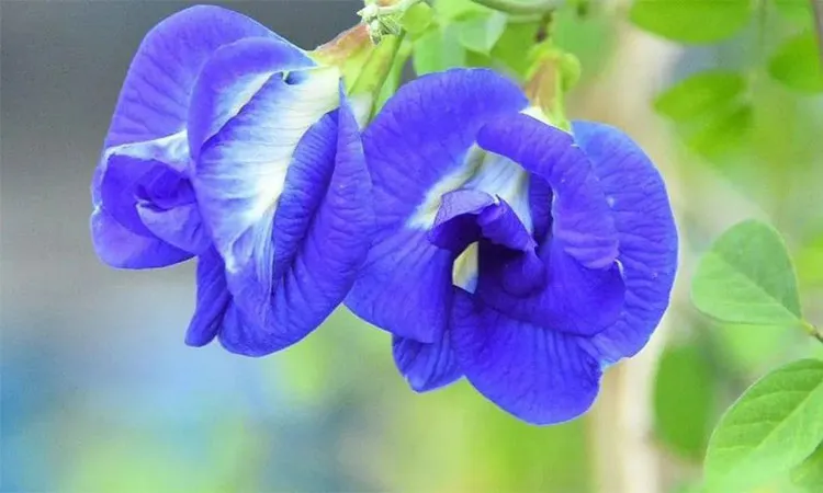 Butterfly pea grows wild across subcontinent region: Photo collected