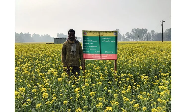 Sariakandi Upazila fields and char areas likely to yield bumper mustard