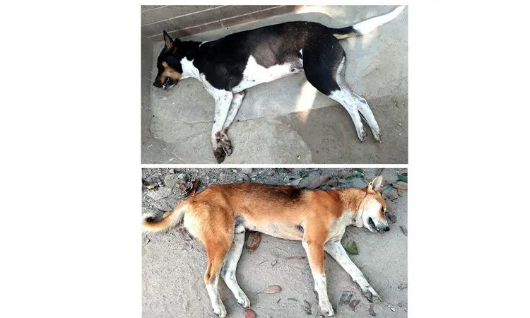 Police accused of not taking dog killing case