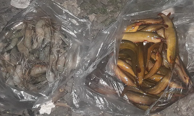 Fisheries officials in Sirajganj seized and destroyed 8.5 kg of dye-colored fish and jelly-injected shrimps during a market monitoring drive on Wednesday.