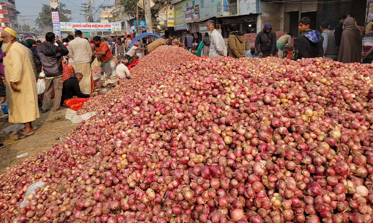 Falling onion prices leave Pabna farmers facing losses