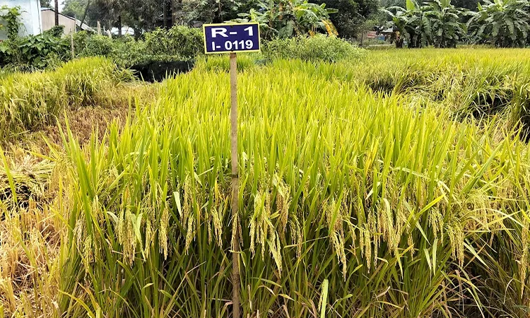 Bangladesh Rice Research Institute (BRRI) releases six new rice varieties.