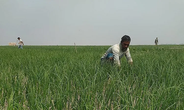 Farmers see light of hope in onion cultivation in the Yamuna Char