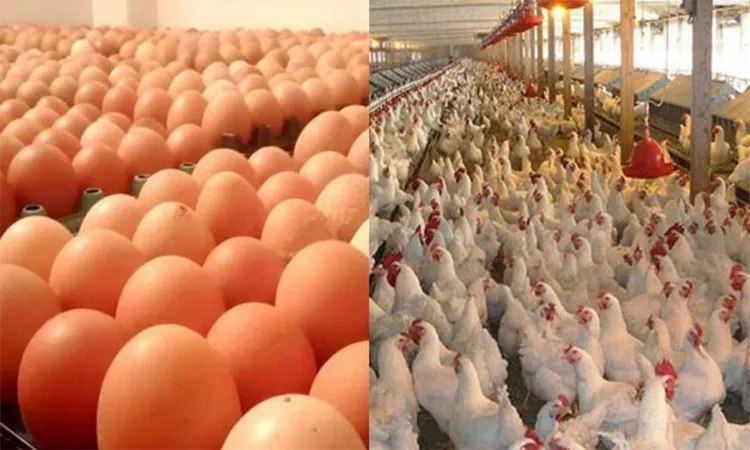 Saudi Arabia Bans Poultry and Egg Imports from Bangladesh and 39 Other Countries