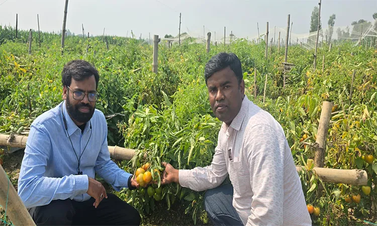 Modern Mulching Method Brings Success to Bogra Tomato Farmer
