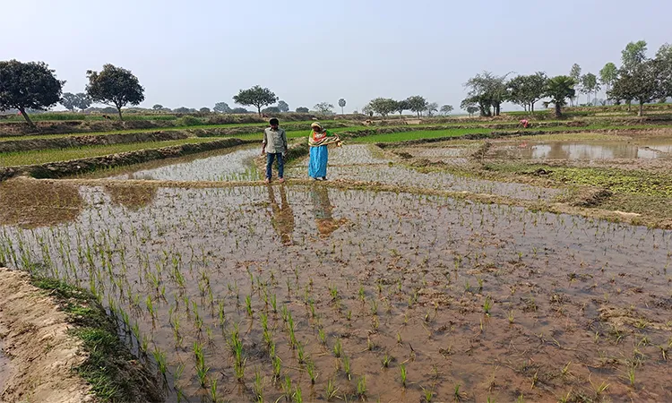 Female Farmer’s Boro Crops Destroyed by Pesticide in Porsha