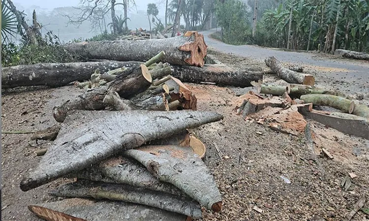 High Court Ruling Halts Cutting of 2,000 Trees in Jhalakathi