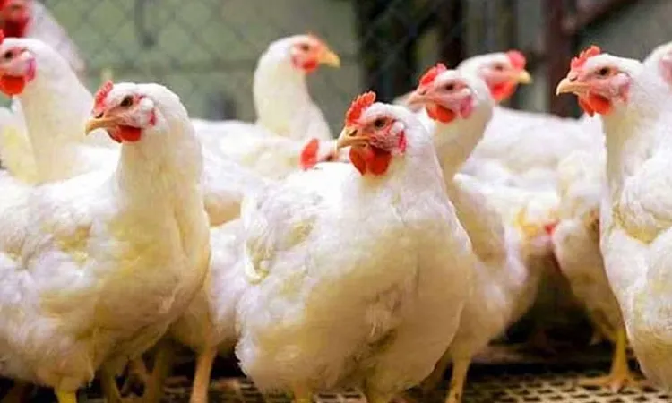 Sellers Tk.30 reported decrease in broiler prices, while other chicken varieties remained stable.