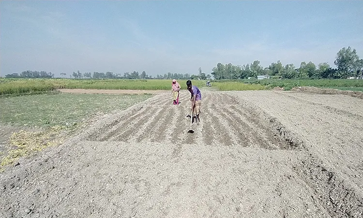 Diesel Crisis Hits Sariakandi Farmers Irrigation at Risk in Bogura