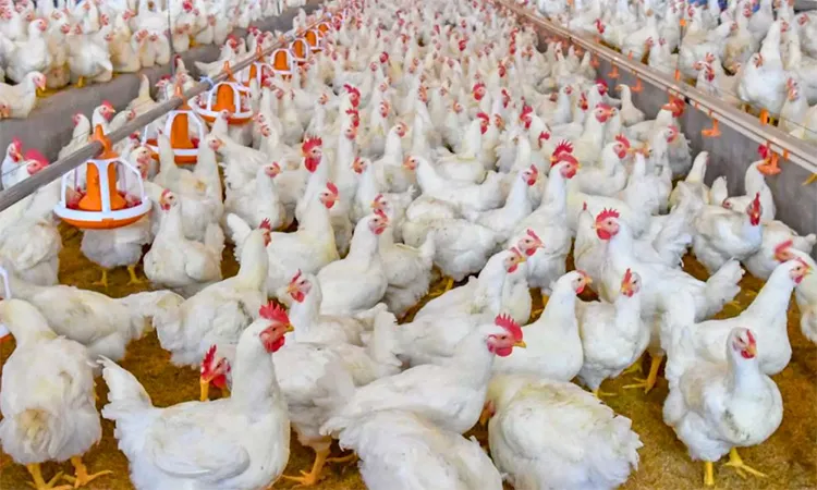 Farmers Find Relief as Prices Rise Ahead of Eid