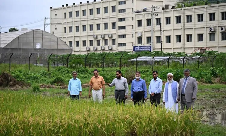 New High-Yielding Aush Rice ‘GAU Dhan 4’ Developed by Gazipur Agricultural University