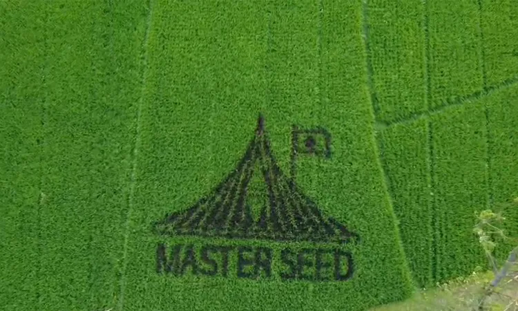 School teacher draws National Memorial design in rice field in Kurigram