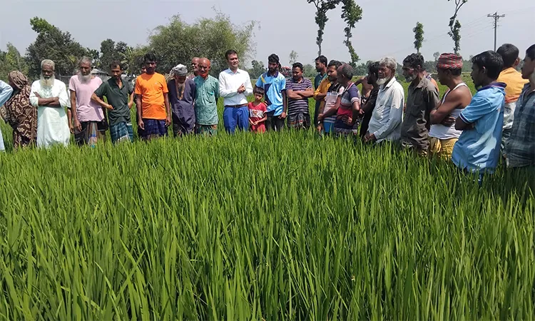 Independent Survey Method Demonstrated to Identify Paddy Pests in Naldanga