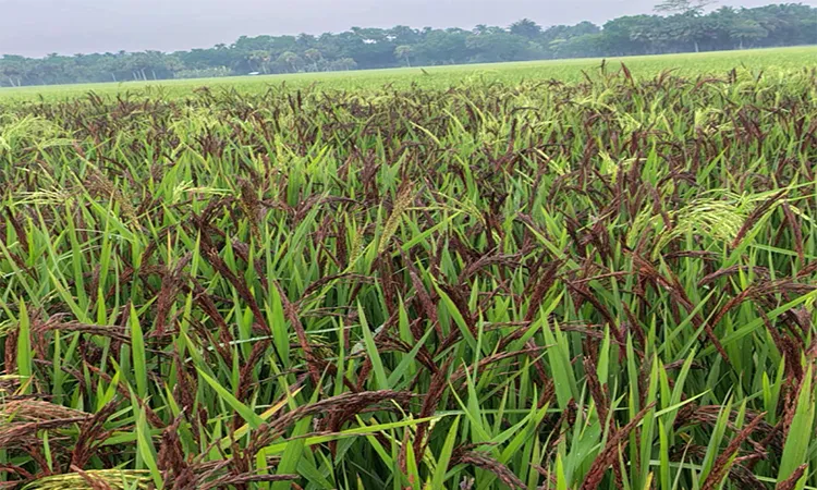 Kalia, Narail Local agriculture department confirmed plans to distribute seeds locally.