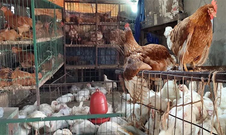 Market Manipulation Squeezes Both Farmers and Consumers