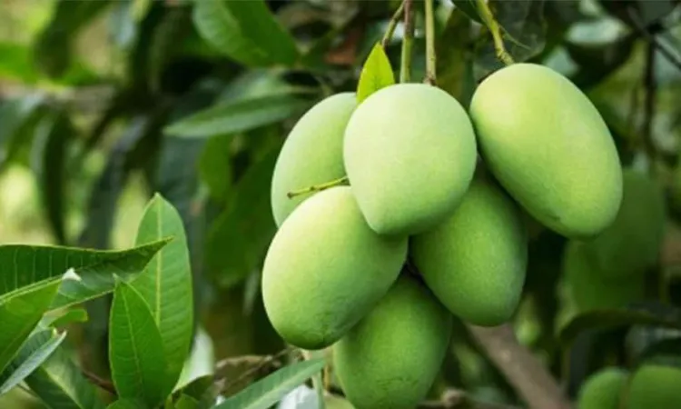 Health Benefits of Raw Mango: Why You Should Include It in Your Diet