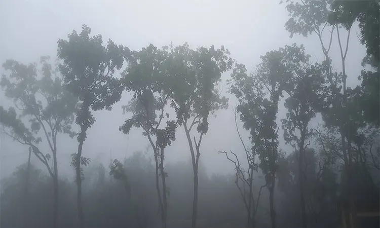 Winter-like Fog Grills Paikgachha in Late Chaitra