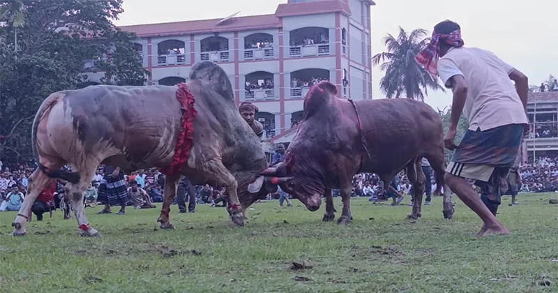 Traditional Bullfight in Narail Draws Thousands to Kalia