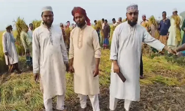 MP Bachchu Launches Volunteer Paddy Harvesting in Narail